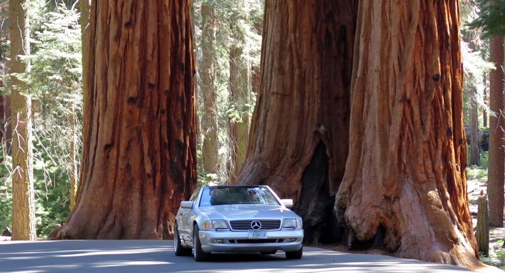 Mammutbäume und Mercedes R129
